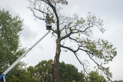 Tree Removal Team