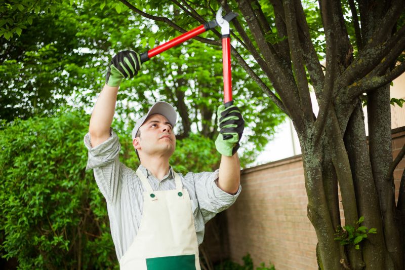 Tree Limbs Removal detail