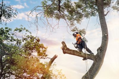 Arborist Pruning Large Tree
