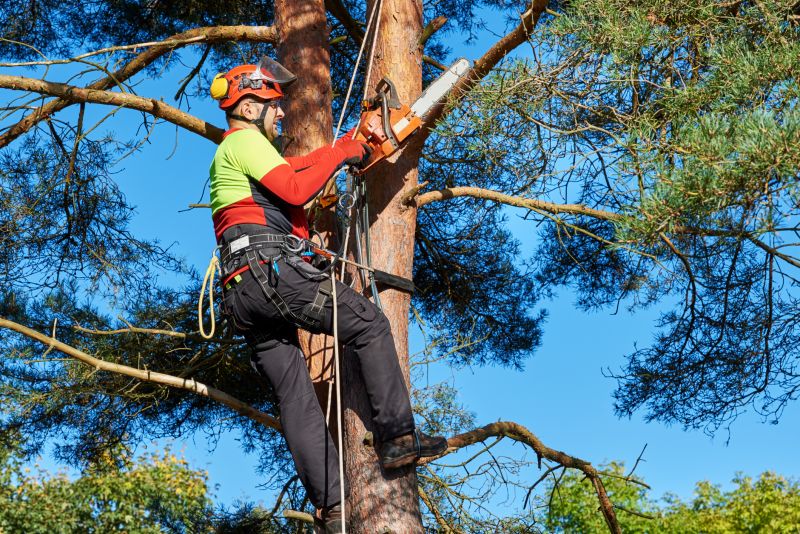 Safety Gear for Tree Trimming
