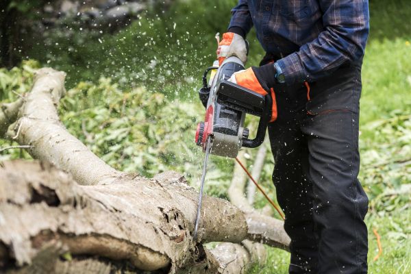 Cost of Branch Removal Service in Atlanta