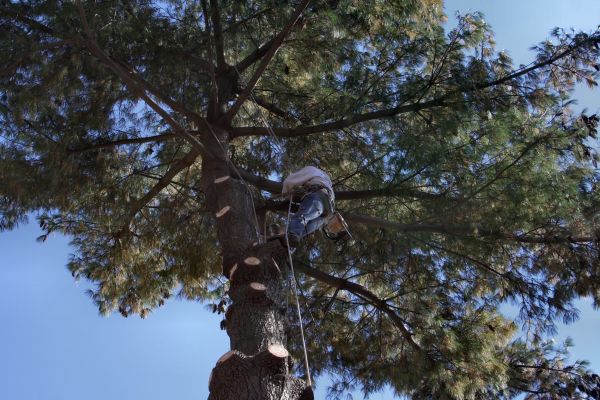 Cost of Trimming Service in Atlanta