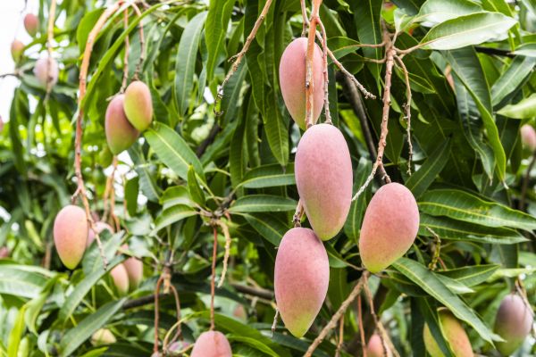 Cost of Mango Tree Trimming in Atlanta