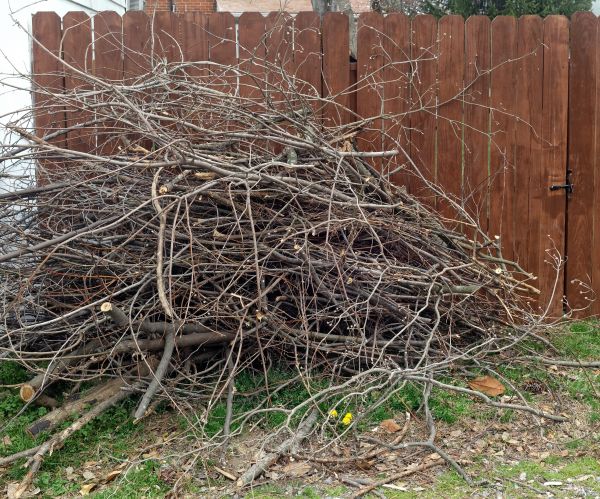 Cost of Dead Branch Removal in Atlanta