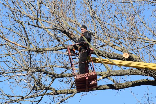 Cost of Emergency Tree Trimming in Atlanta
