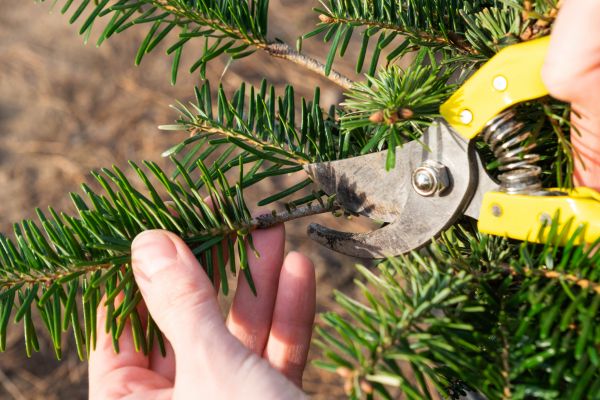Pine Tree Pruning in Atlanta