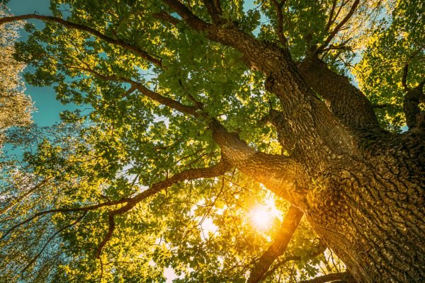 Cost of Oak Tree Pruning in Atlanta