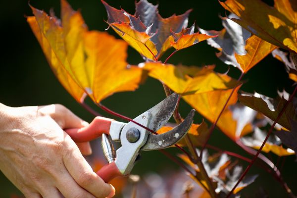 Cost of Maple Tree Pruning in Atlanta