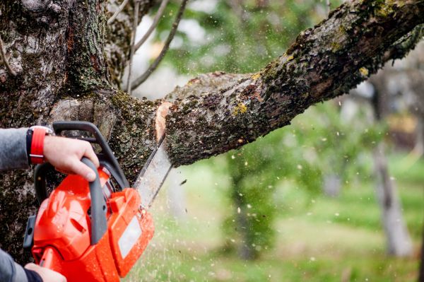 Cost of Tree Limbs Removal in Atlanta