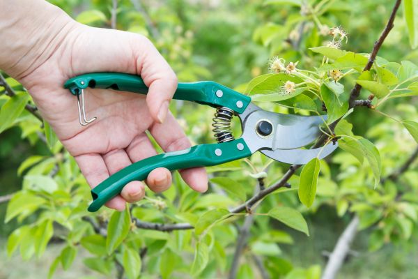 Cost of Pear Tree Pruning in Atlanta
