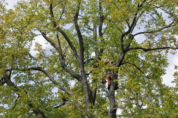 Cost of Tree Crown Shaping in Atlanta