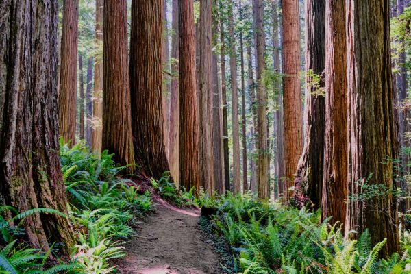 Cost of Redwood Tree Trimming in Atlanta