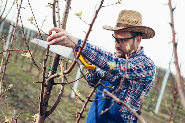 Cost of Orchard Tree Pruning in Atlanta