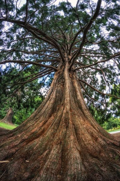 Cost of Cedar Tree Pruning in Atlanta