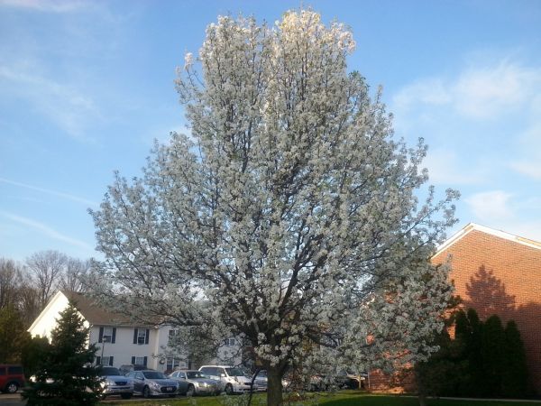 Cost of Bradford Pear Tree Pruning in Atlanta
