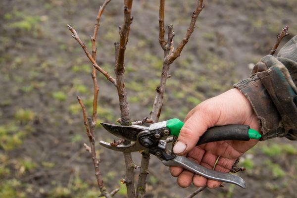 Cost of Pear Trees Pruning in Atlanta