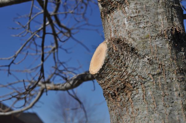 Cost of Limb Pruning in Atlanta