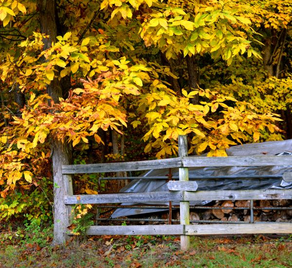 Cost of Hickory Tree Pruning in Atlanta