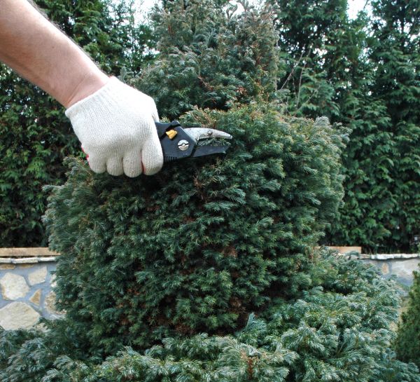 Cost of Ornamental Tree Trimming in Atlanta