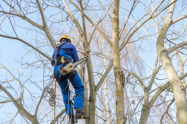 Cost of Large Tree Trimming in Atlanta