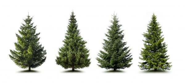 Cost of Pine Tree Trimming in Atlanta